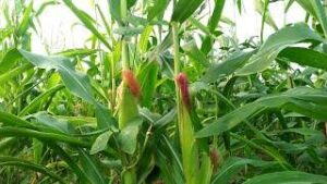Organic Farming Guide